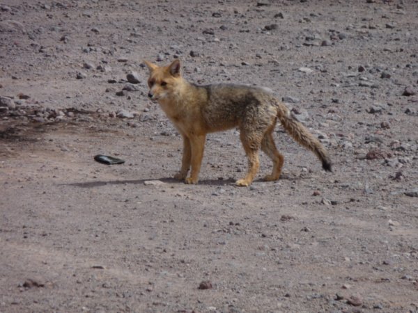 Fox (South of Lipez)