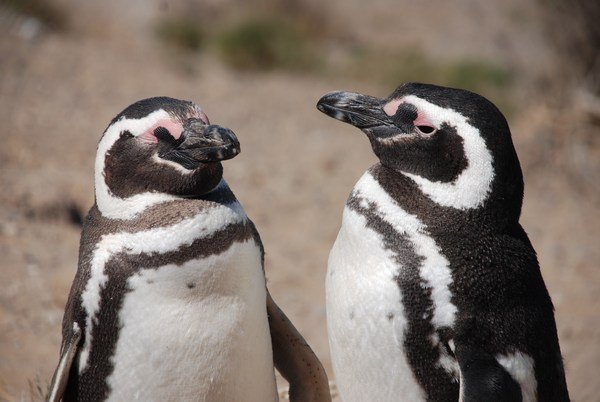 Pinguins talk (Peninsula Valdes)
