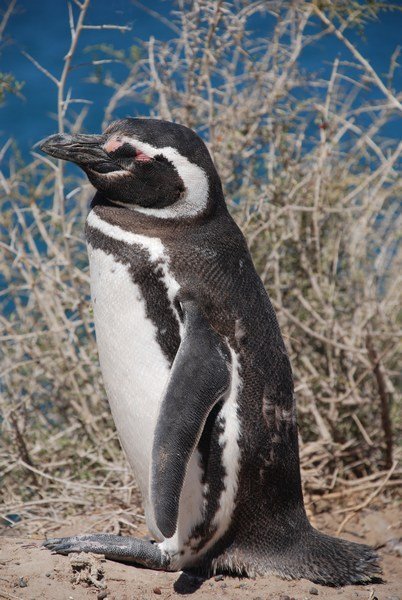 Pinguin (Peninsula Valdes)