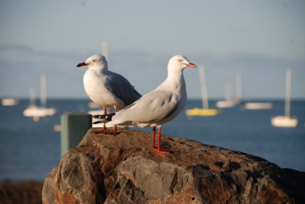 Sea gulls in Airlie Beach