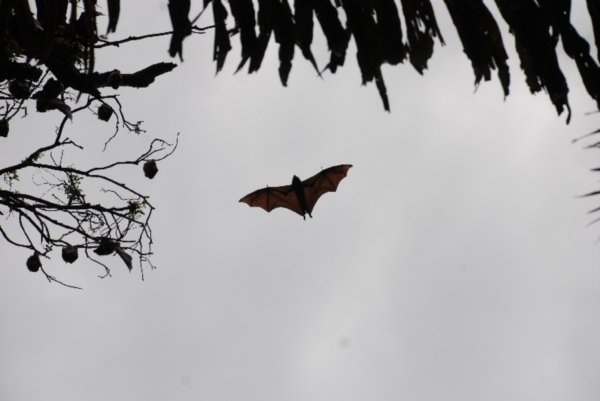 Bat (Sydney botanical garden)