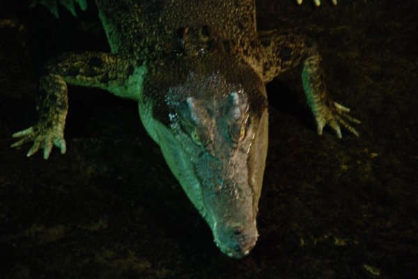Crocodile (Sydney Aquarium)