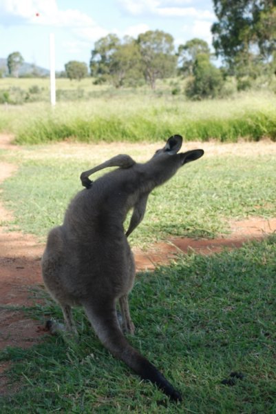 Hitching Kangaroo