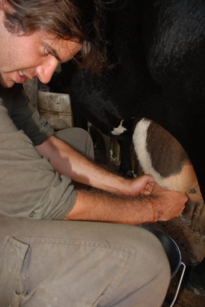 Jems milking a cow