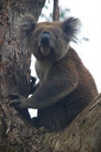 Koala (Great Ocean road)
