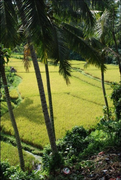 Rice paddies (Bali)