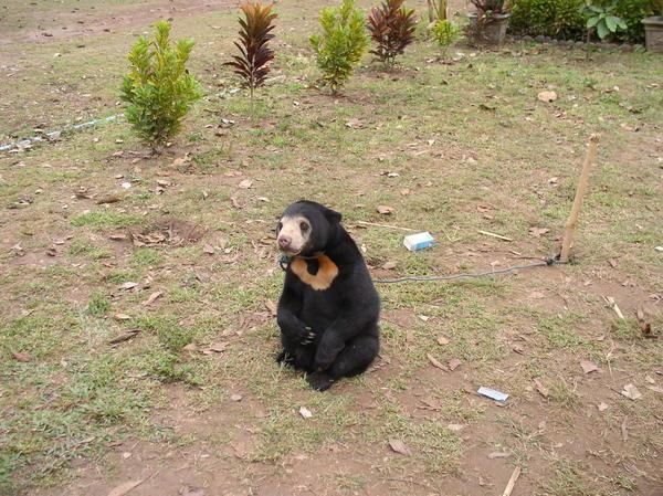 Baby bear in Laos