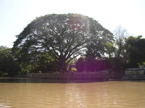 Huge tree on Mae Nam Ping River