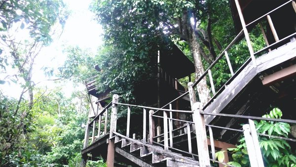 Our Tree House