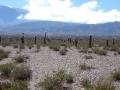 Cactus desert