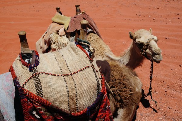 camel gear