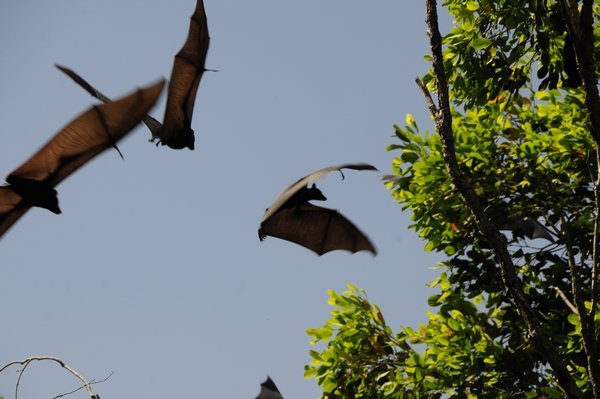 Bats neas Katehrine Gorge