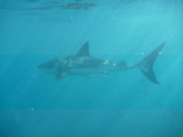 White Shark dive