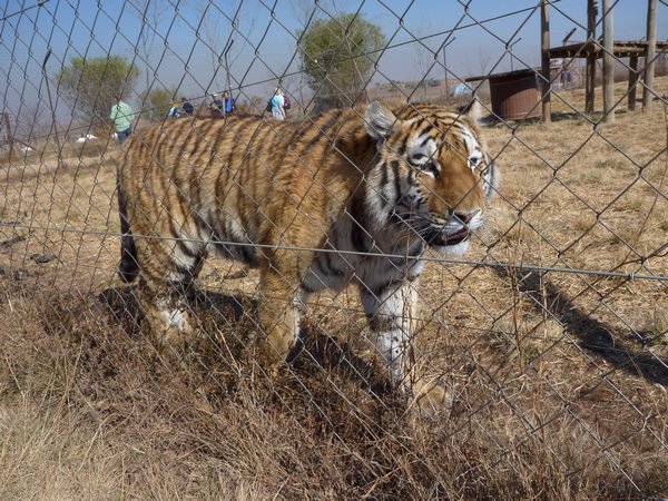 Siberian Tiger??