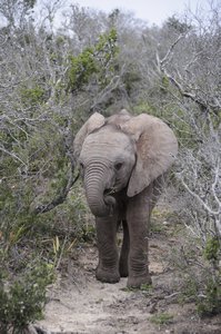 Addo - Baby elephant