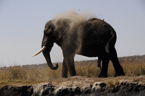 Elephant drying off