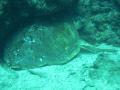 Turtle at corner of two mile reef
