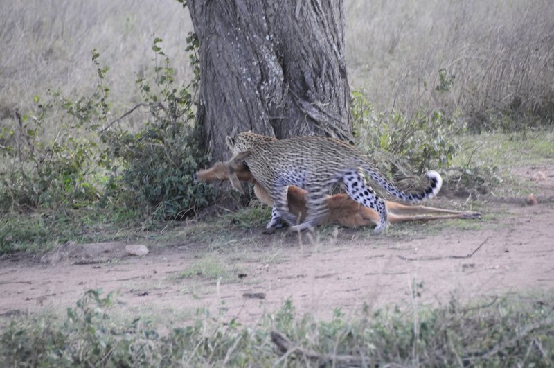 2 - Leopards catch