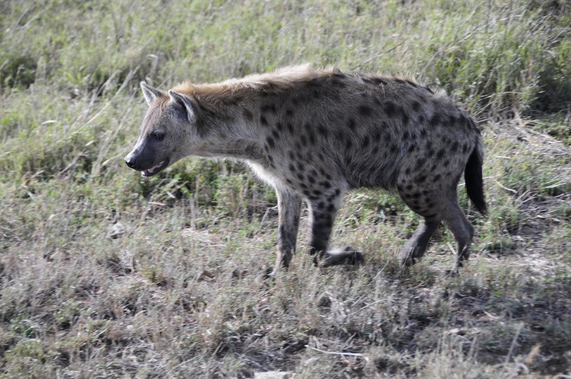 8 - Hyena