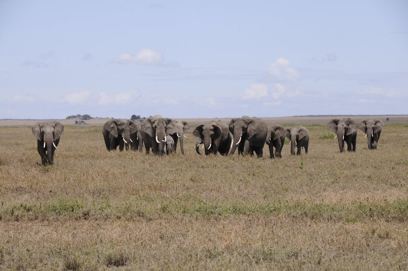 11 - Elephants parade