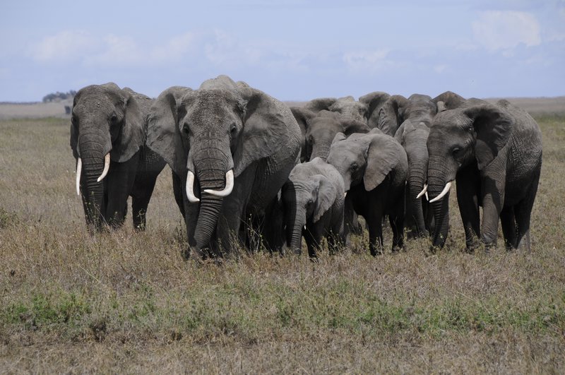 12 - Elephants parade