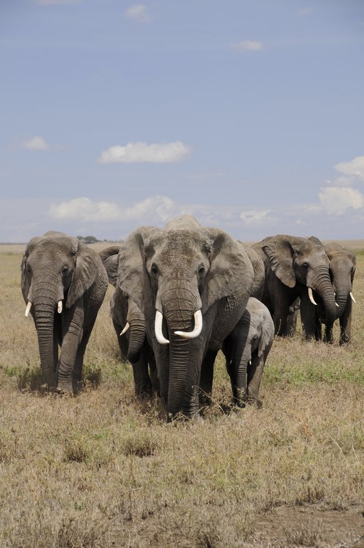 13 - Elephants Parade