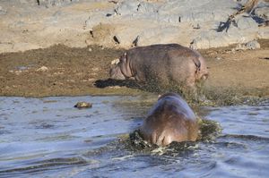 58 - hippo entry