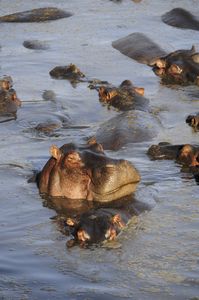 60 - hippo