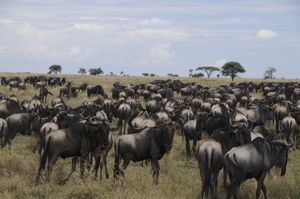 64 - start of wildebeest migration