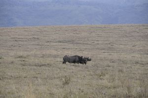 100 - rare black rhino