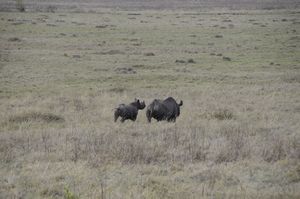 101  black rhino becasue of the black horns