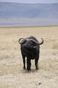110 - buffalo