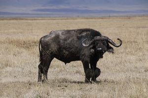 111 - buffalo soon to die with those front legs