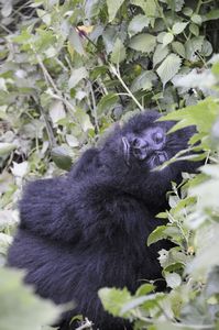 1- Baby Gorilla
