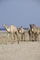 41- camels at berbera