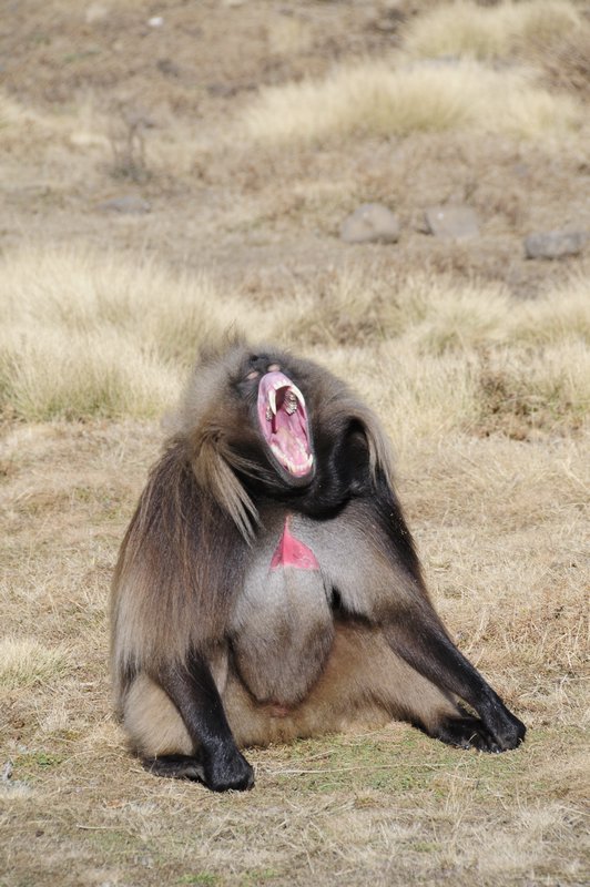 16 - baboon
