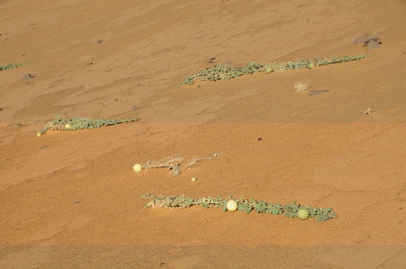 21- watermelon being grown in the desert