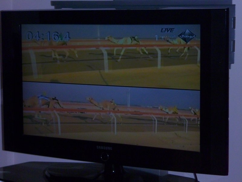18 - Camel racing on TV