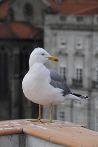 60 - seagulls are popular hang out in Porto