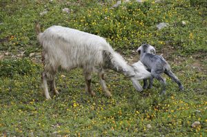 25 - lamb just born