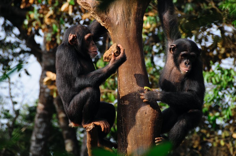 1 - Chimp ready to start a protest