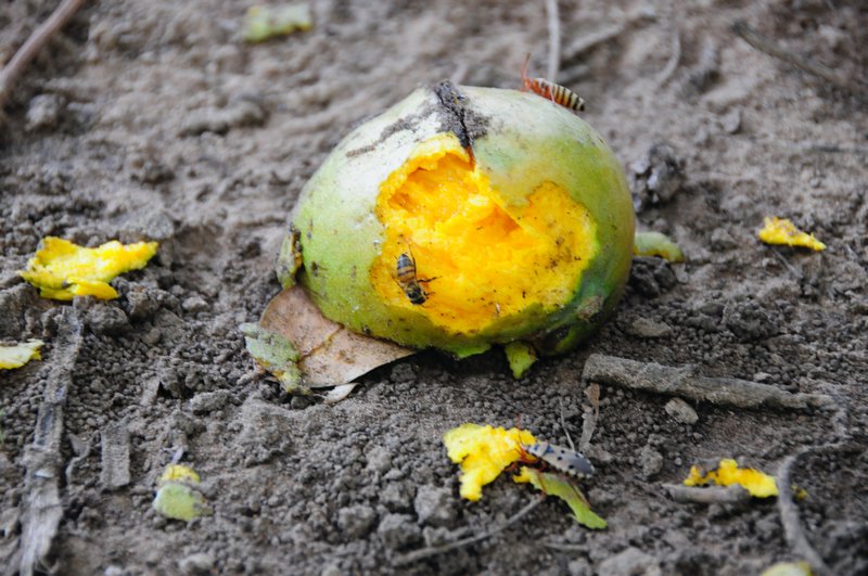3 - a fallen mango