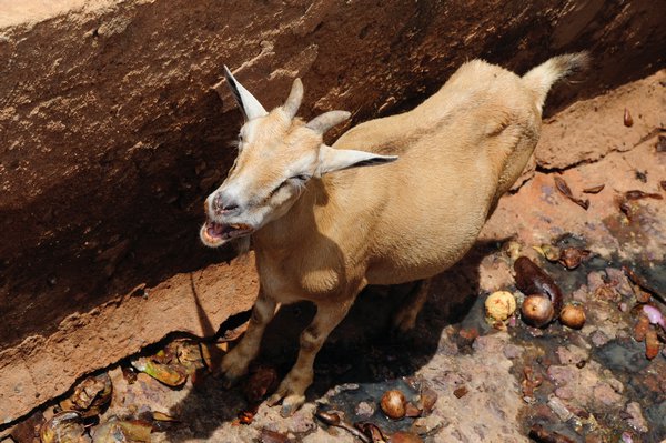 3 - Goat loving life in a ditch at Togoville
