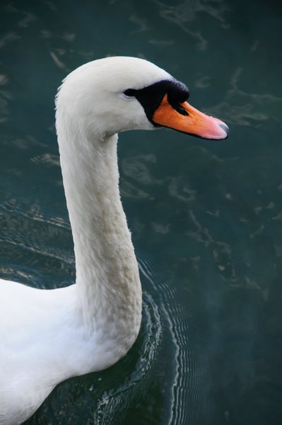 7 - swans