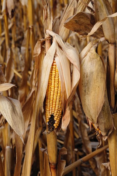 2 - South Dakota corn