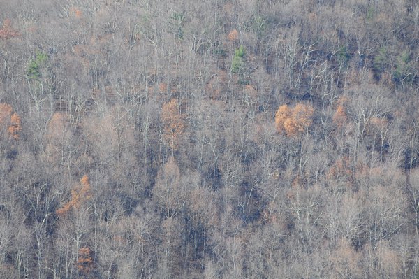 7 - Shenandoah National Park - leaves defiantely gone