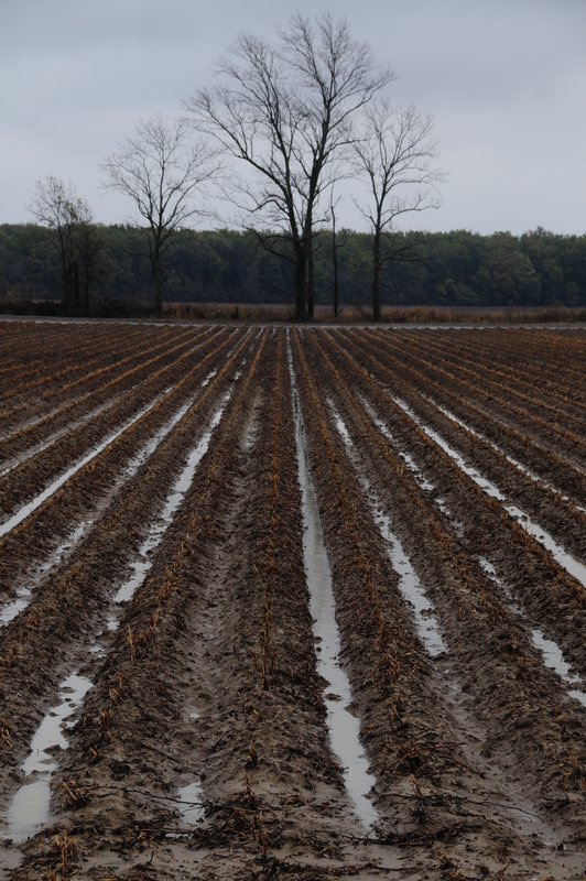 15 - The Mississippi farming