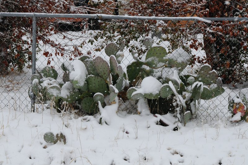 15 - love this cactus with snow