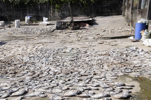 32 - drying fish in Livingstone