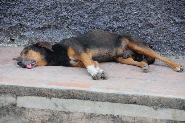 3- street dog resting up in Copan